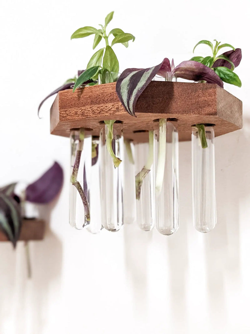 Octagon Propagation Station Shelf for Plant Cuttings by NookWoodworking