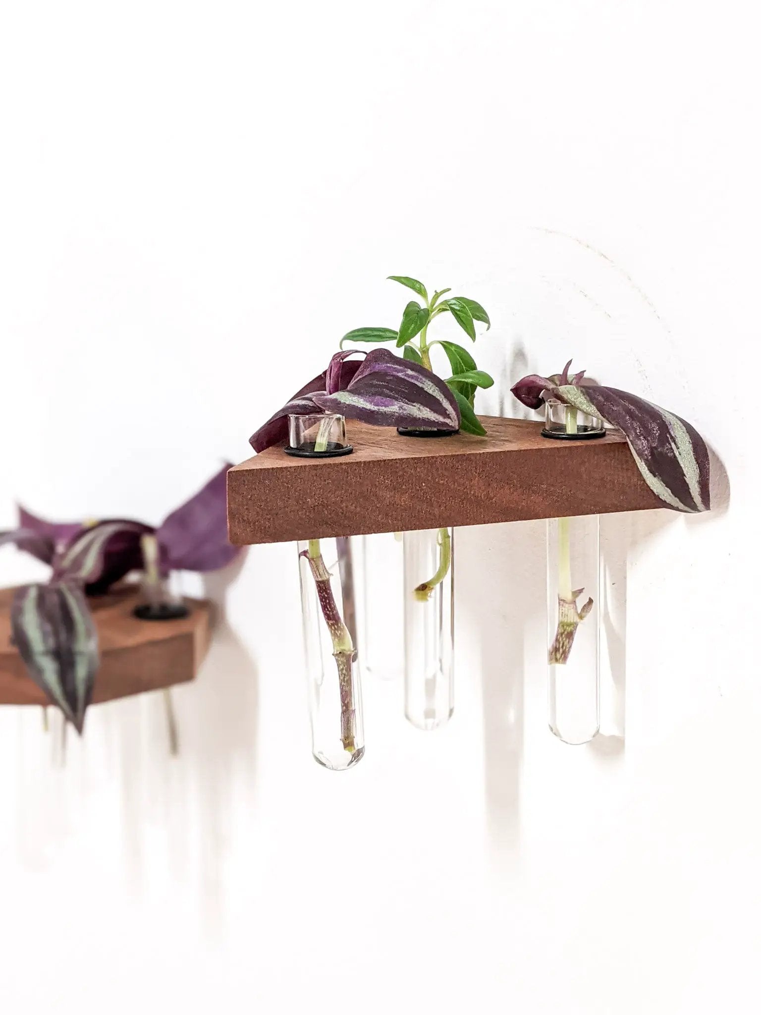 Triangle Propagation Station Shelf for Plant Cuttings by NookWoodworking