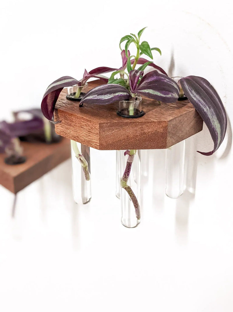 Octagon Propagation Station Shelf for Plant Cuttings by NookWoodworking