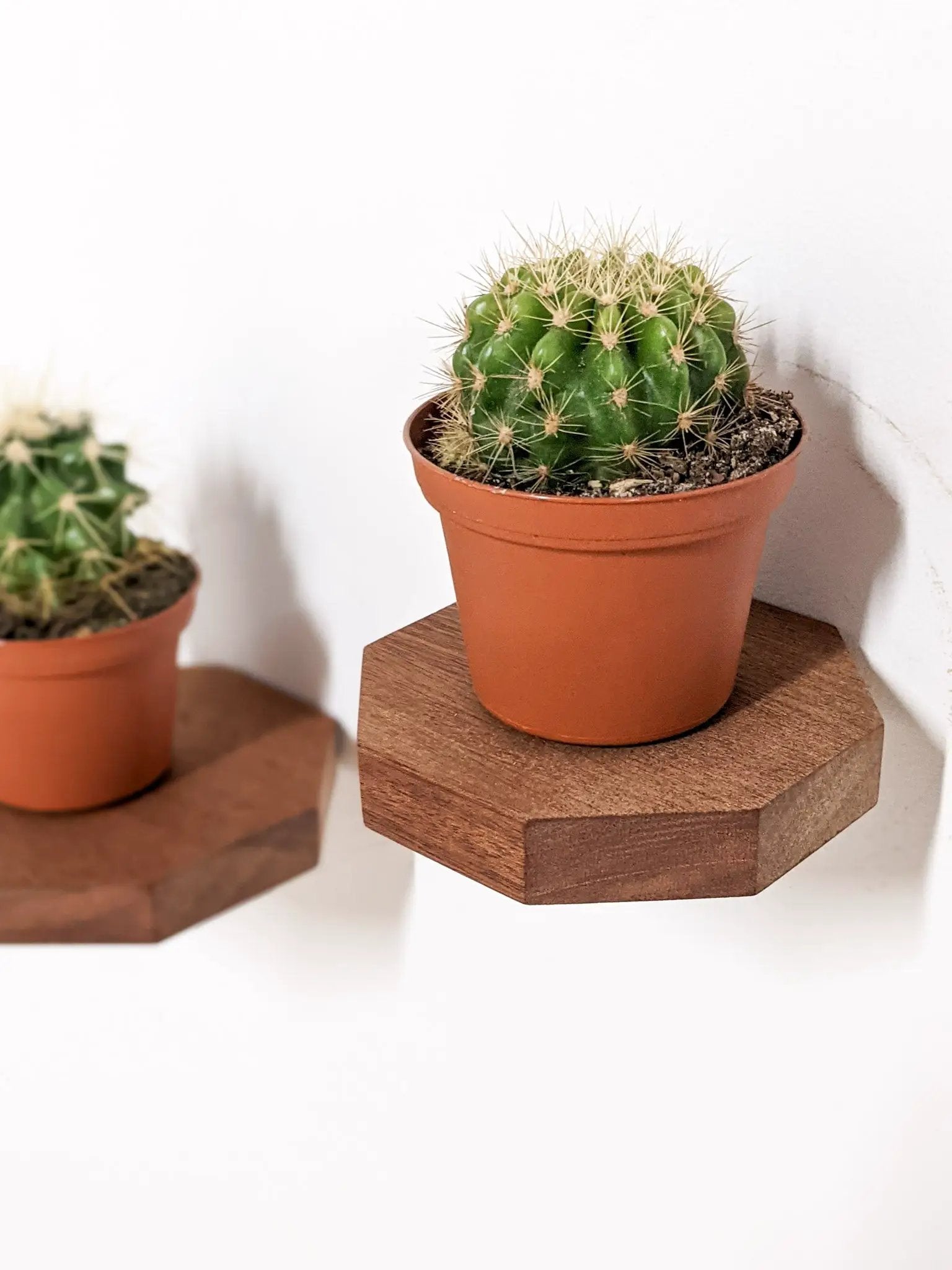 Small Octagon Display Shelf in Mahogany by NookWoodworking