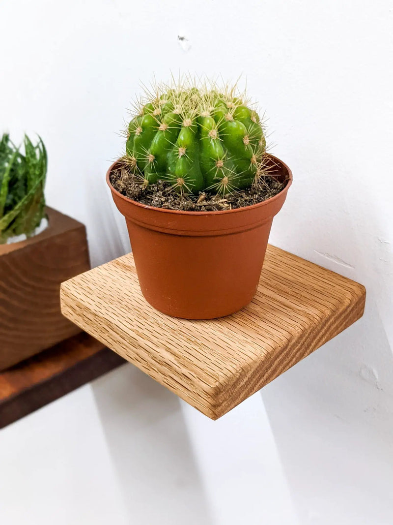 Small Square Display Shelf in Oak by NookWoodworking