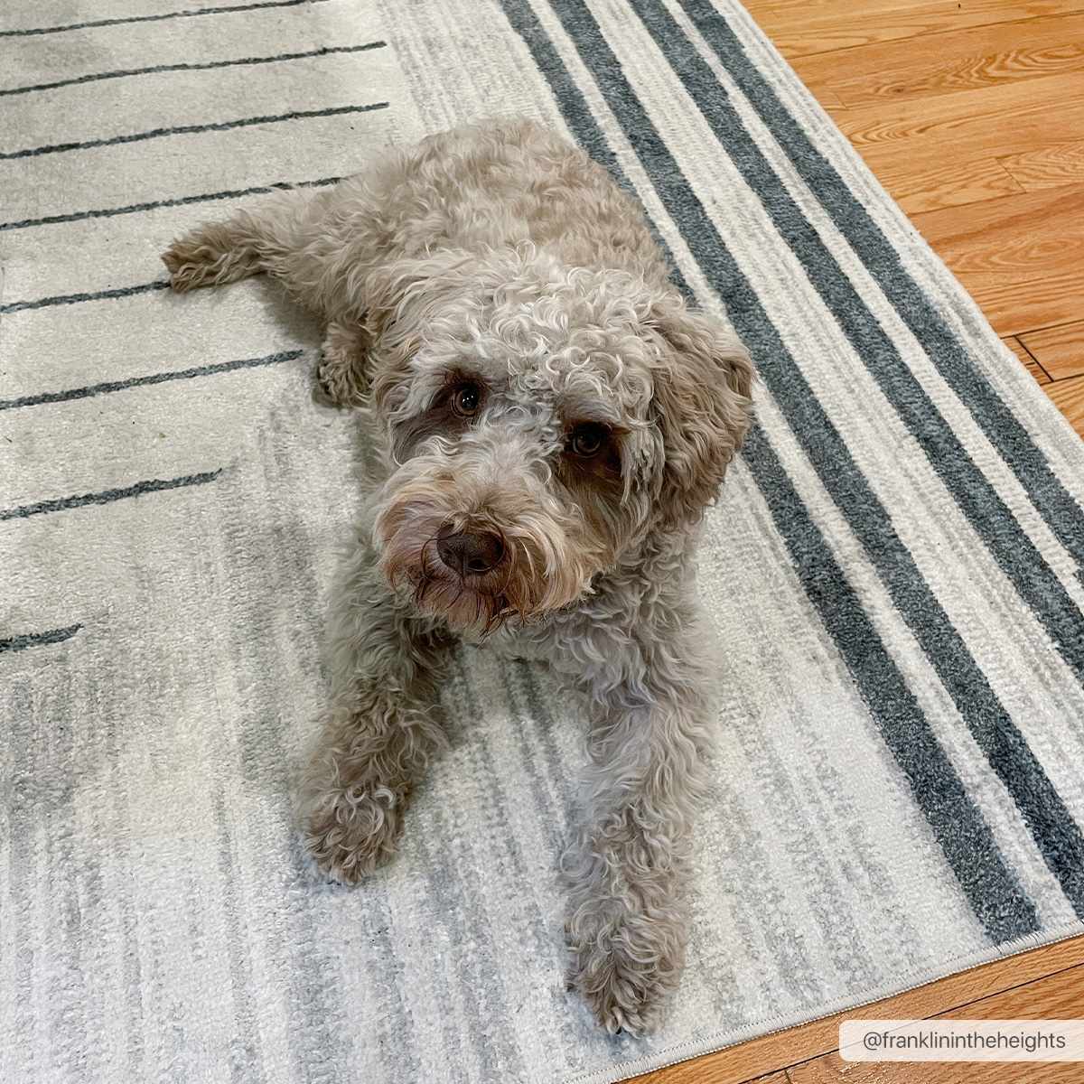 Thad Medium Gray Washable Area Rug by Boutique Rugs