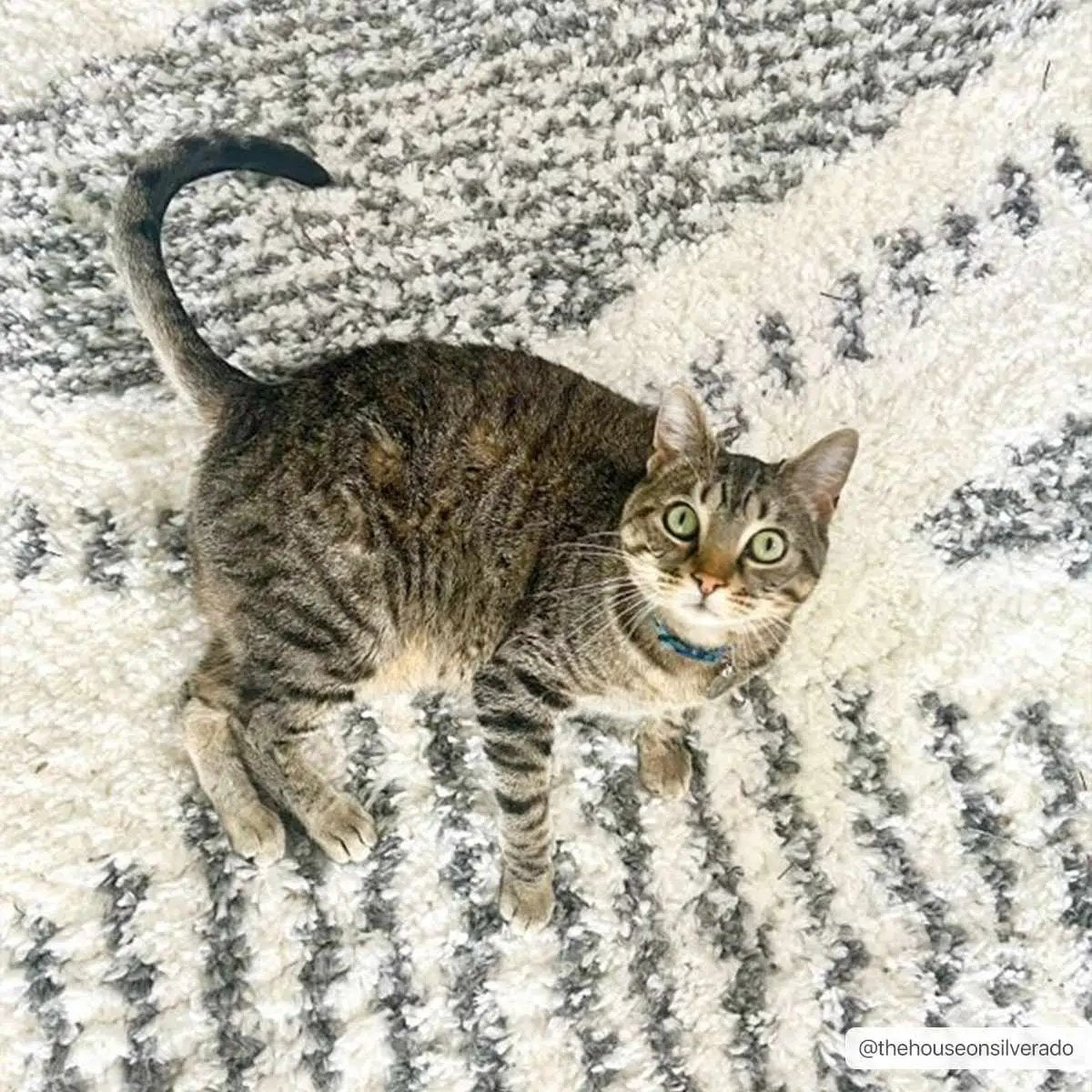 Trunding Plush Area Rug by Boutique Rugs