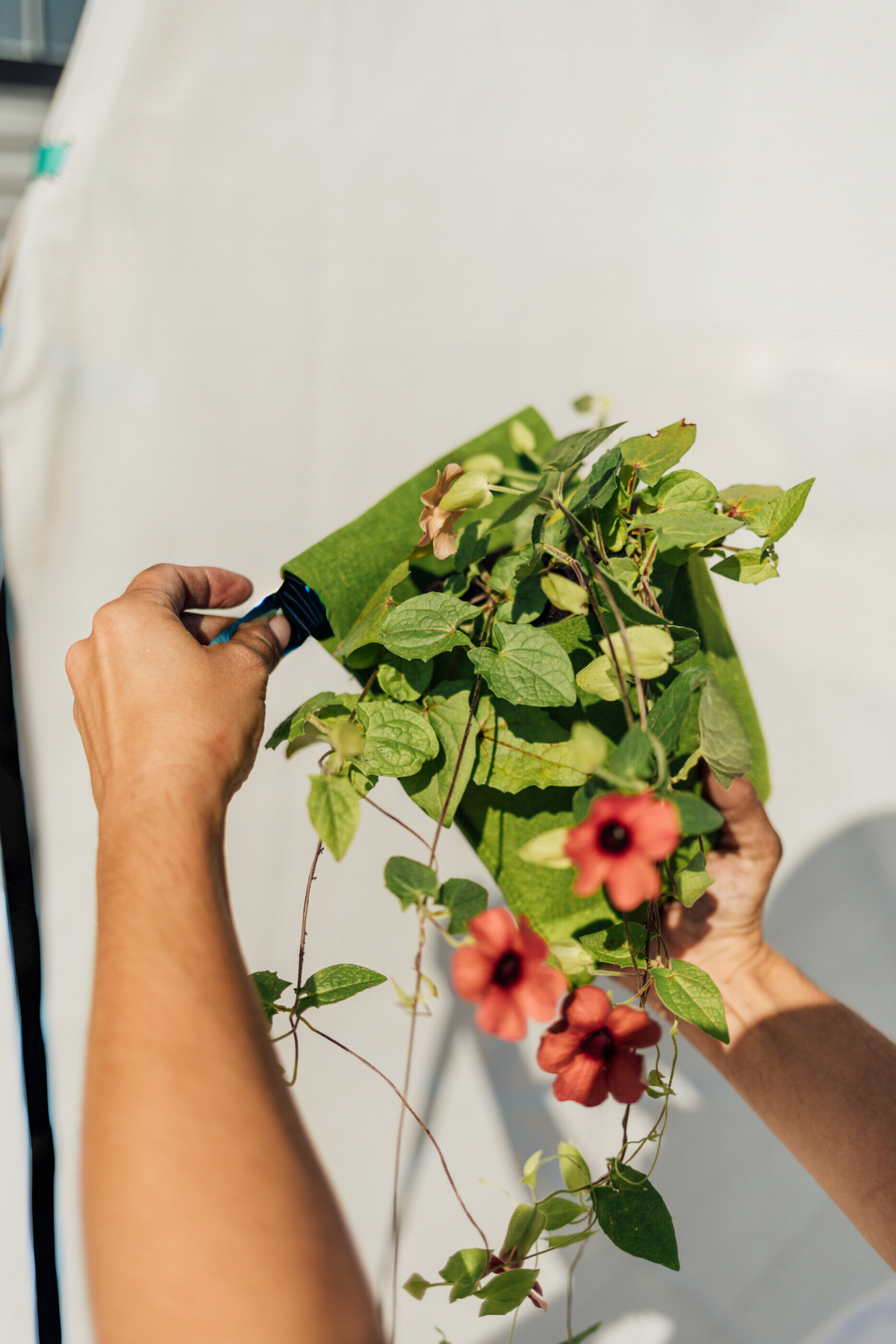 Bloom Hanging Planters, photo 5 of 10