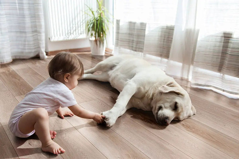 Xl Cyrus Whitfield Gray Matte Wood Look Lvt Planks 9x60 in a finished room