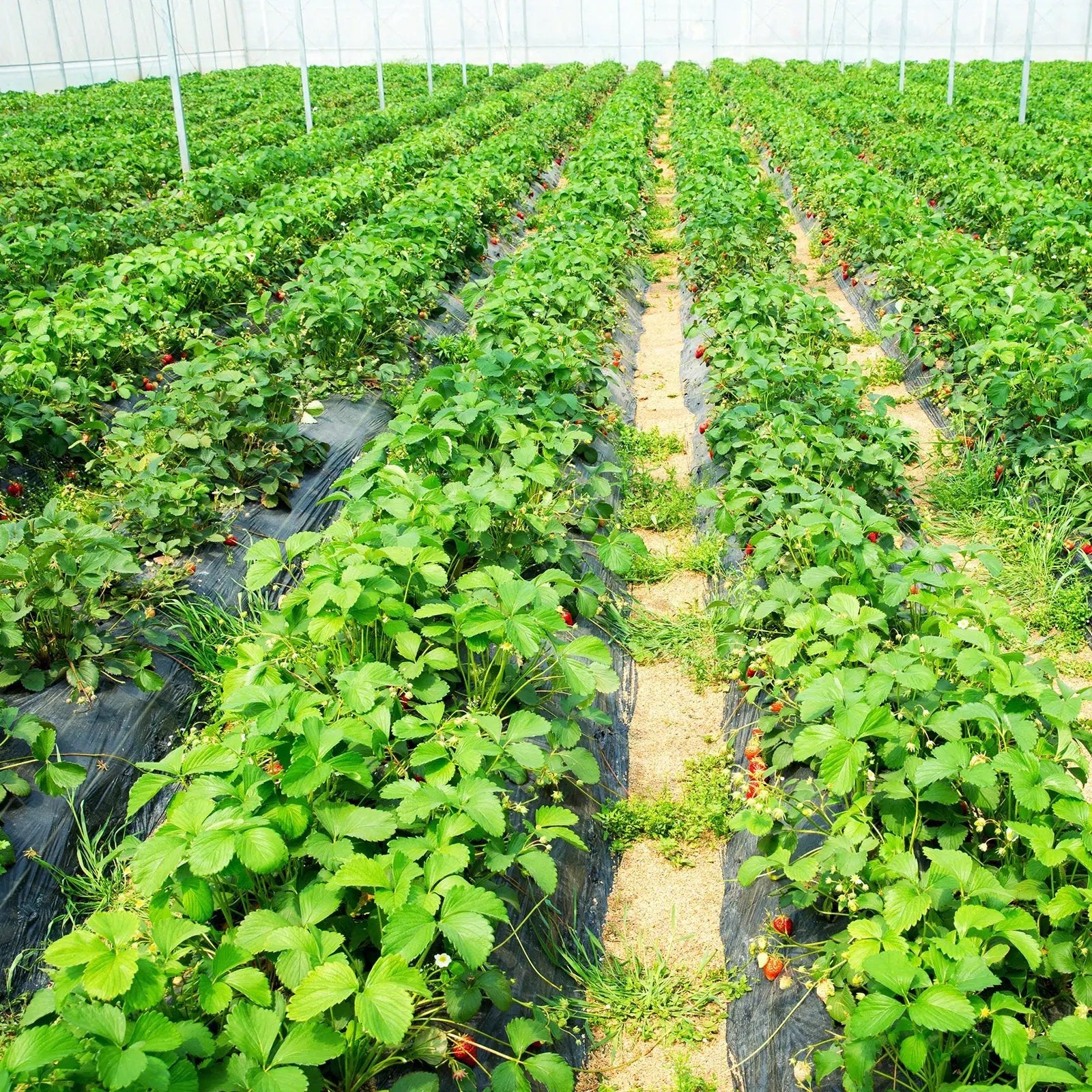 6.5 x 330/4 x 250/6 x 300 Feet Weed Barrier Landscape Fabric by DirectDeals