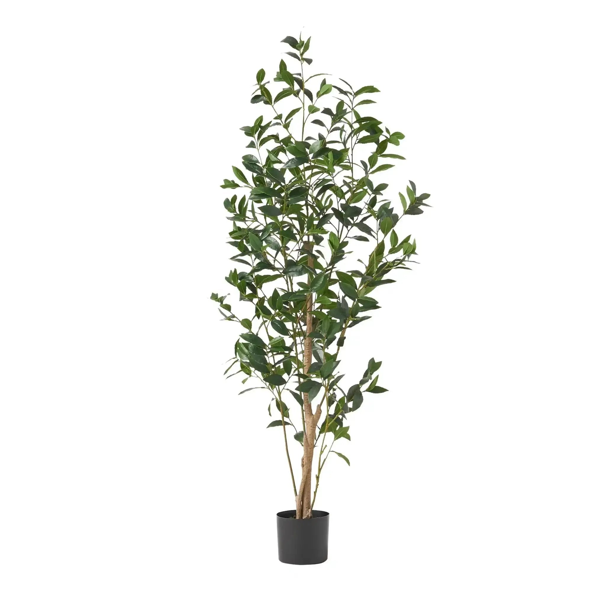 Artificial Laurel Tree by HouseOfZazla