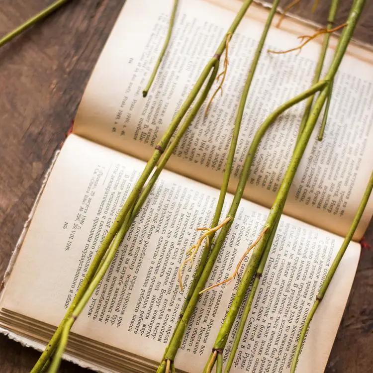 Artificial Green Weeping Willow Stem 55" Long by RusticReach