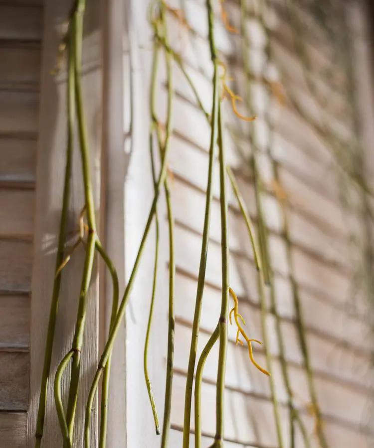 Artificial Green Weeping Willow Stem 55" Long by RusticReach