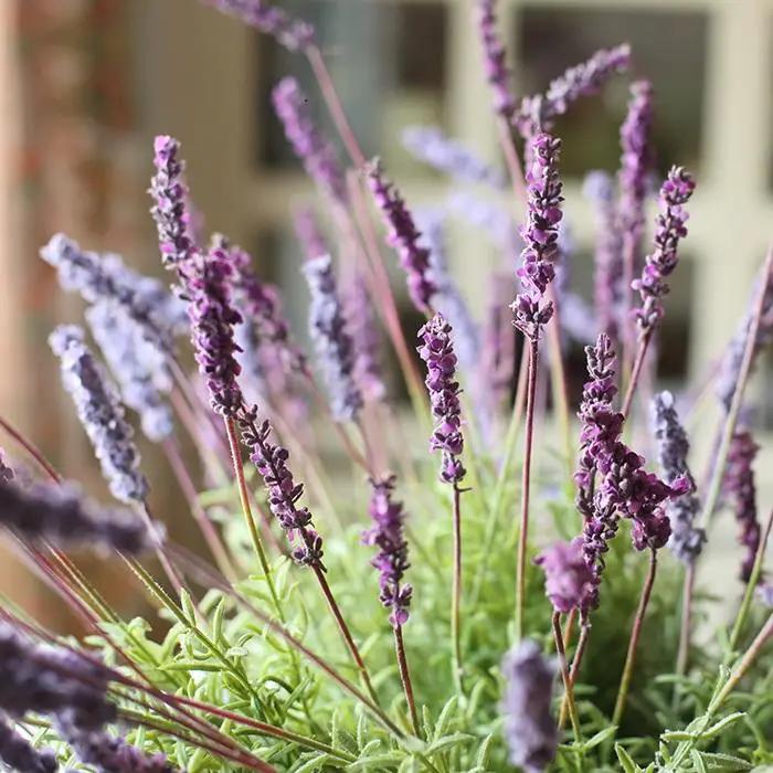 Faux Artificial Lavender Provence Lavender Stem 21" Tall Silk by RusticReach