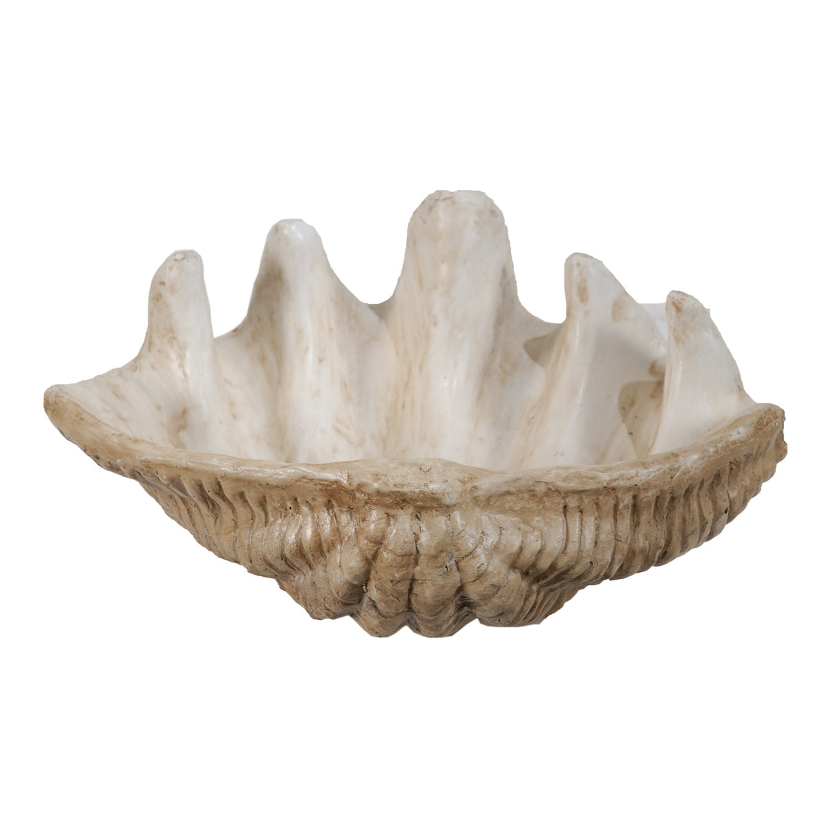 Medium Clam Shell Accent, photo 2 of 10