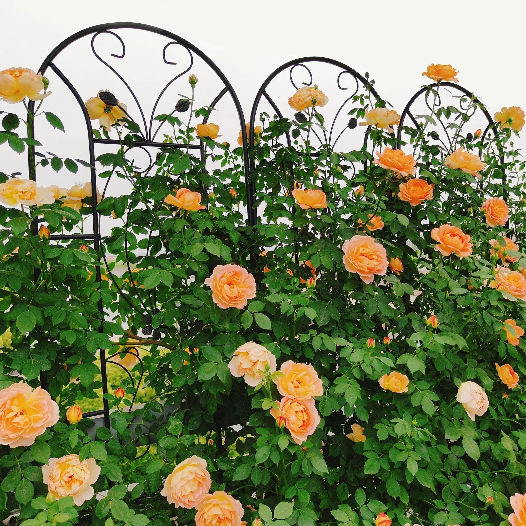 2 Pack Metal Garden Trellis by HouseOfZazla