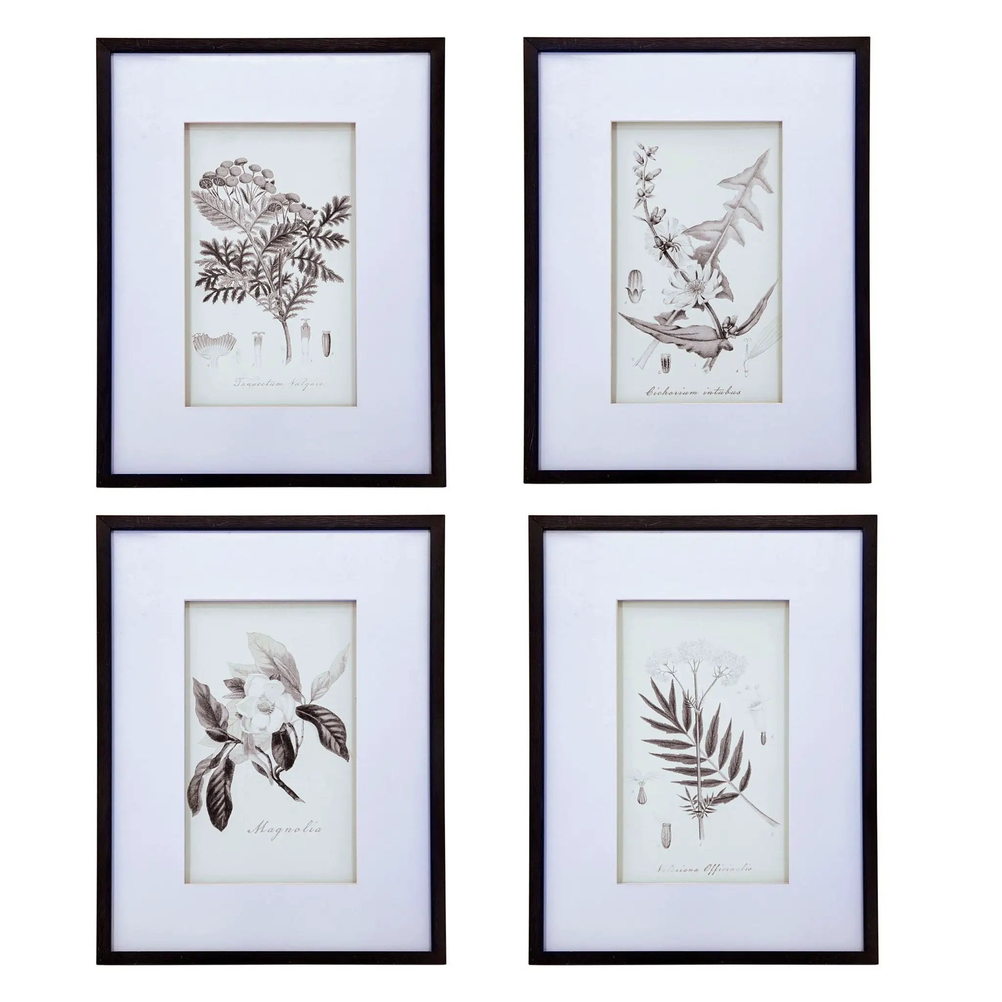 Botanical Wall Art Prints, Home Decor For Living Room Dining Room, Bedroom, Hallway (Set of 4) - White / Black by Unique Piece Furniture