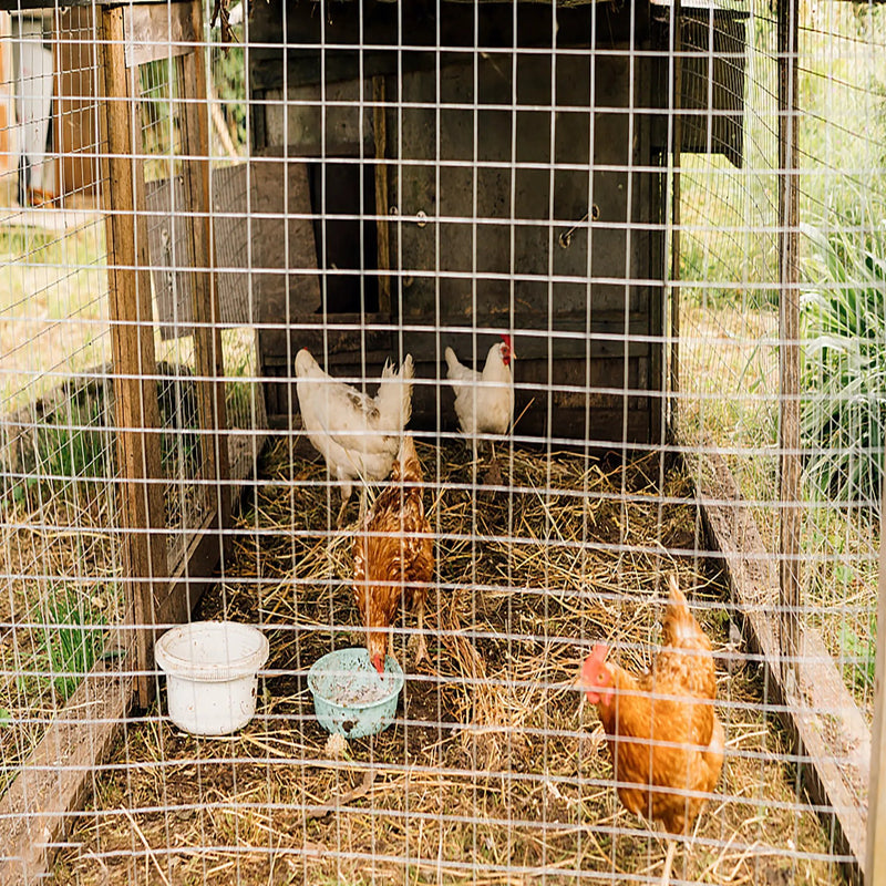 Wire Mesh Fence Roll 60in x 50ft, 1/2in x 1/2in 19GA Galvanized Steel Poultry Netting by HouseOfZazla