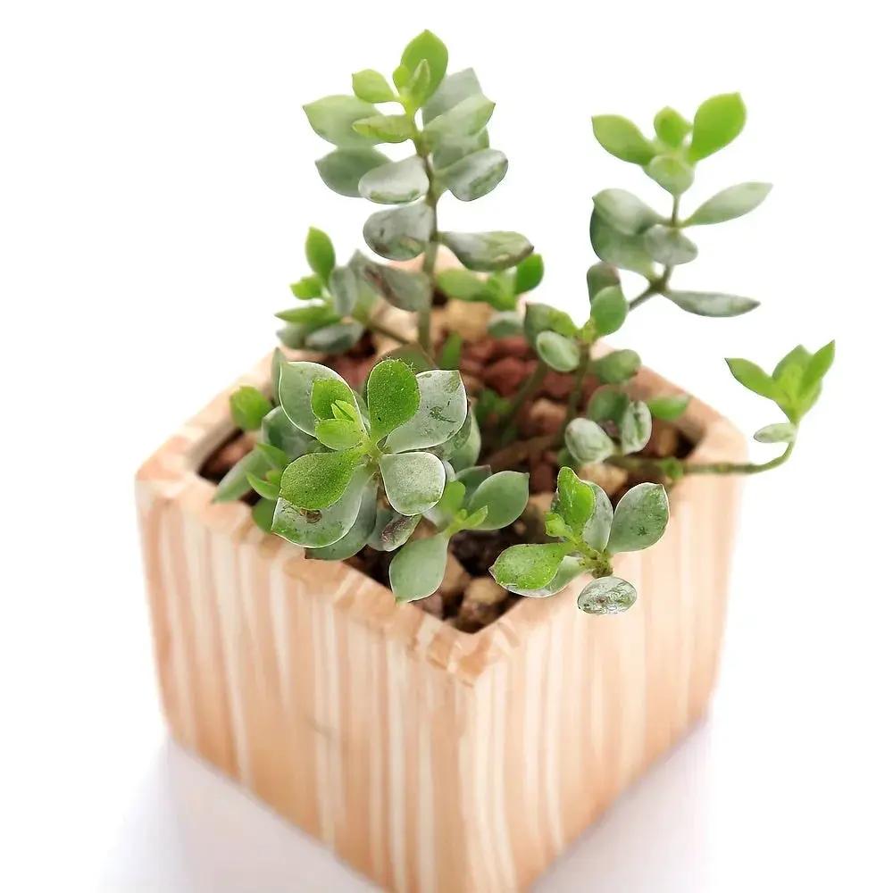 Ceramic Gift Pots for Celebrations with Unique Designs and Colors by House Of Avana