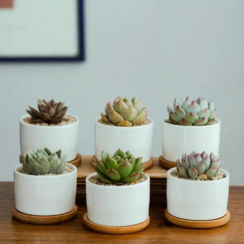 Ceramic Succulent Planter with Drainage Hole & Tray by House Of Avana