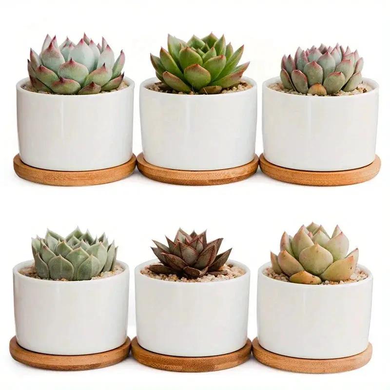 Ceramic Succulent Planter with Drainage Hole & Tray by House Of Avana
