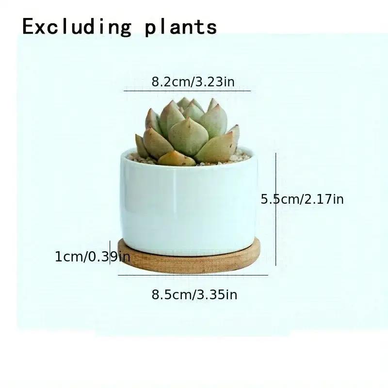 Ceramic Succulent Planter with Drainage Hole & Tray by House Of Avana