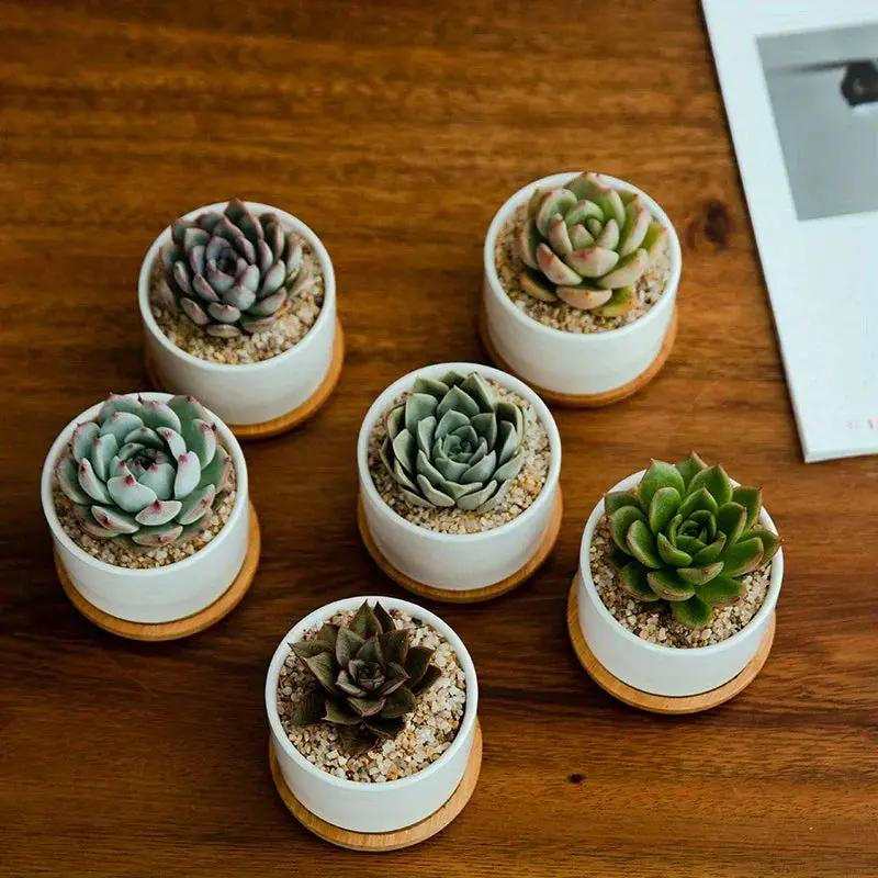 Ceramic Succulent Planter with Drainage Hole & Tray by House Of Avana