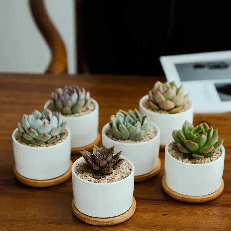 Ceramic Succulent Planter with Drainage Hole & Tray by House Of Avana