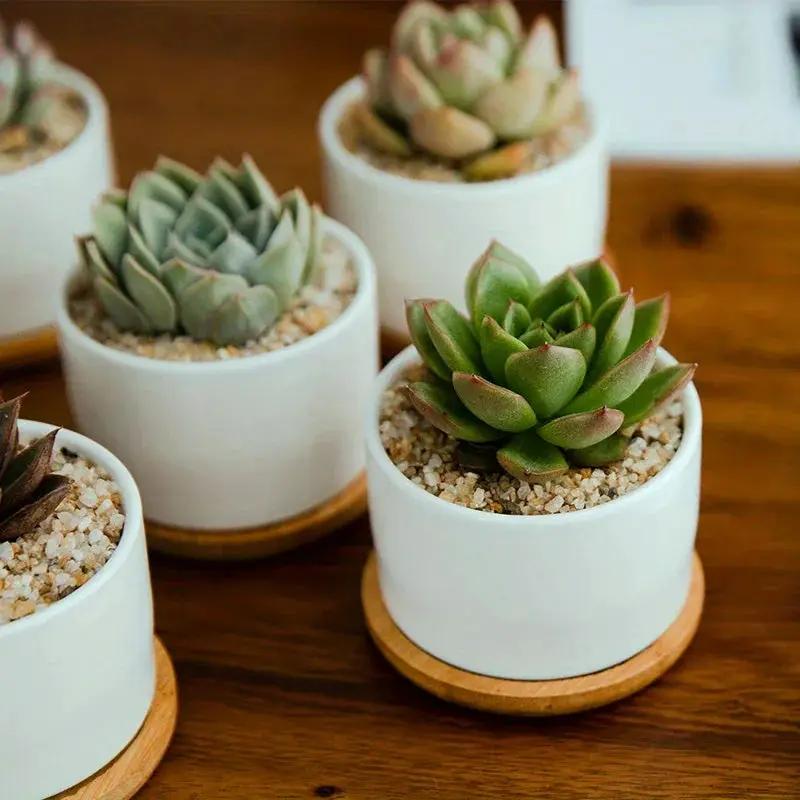 Ceramic Succulent Planter with Drainage Hole & Tray by House Of Avana