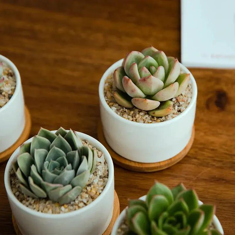 Ceramic Succulent Planter with Drainage Hole & Tray by House Of Avana