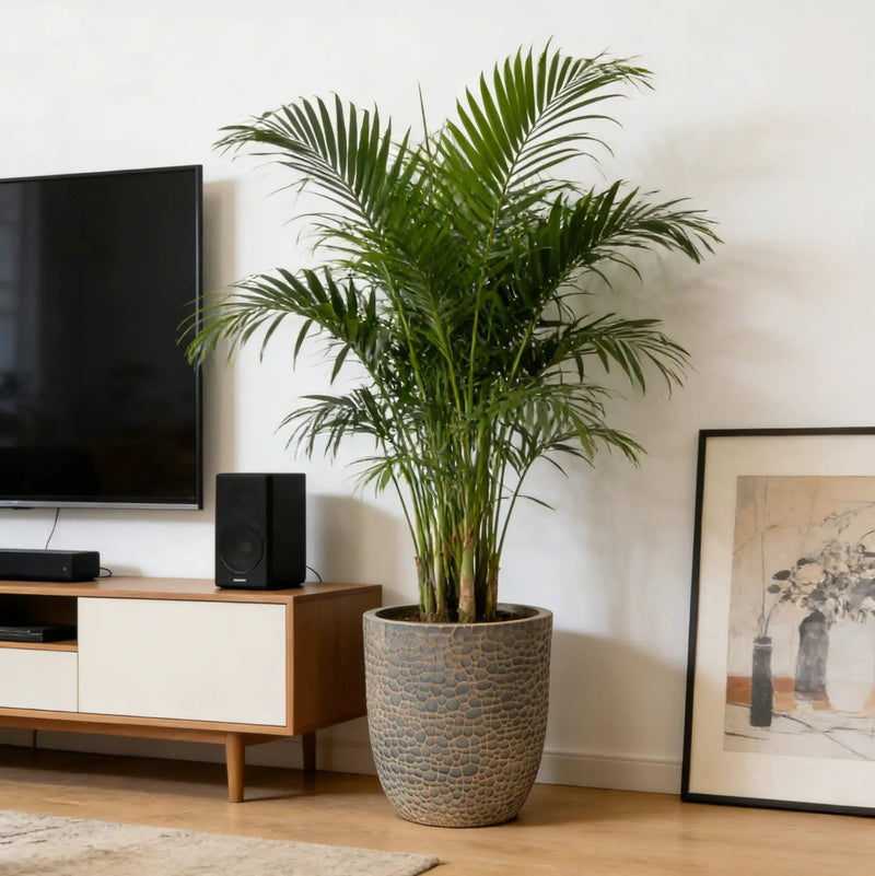 Large Outdoor Indoor Planter Set of 3 by HouseOfZazla