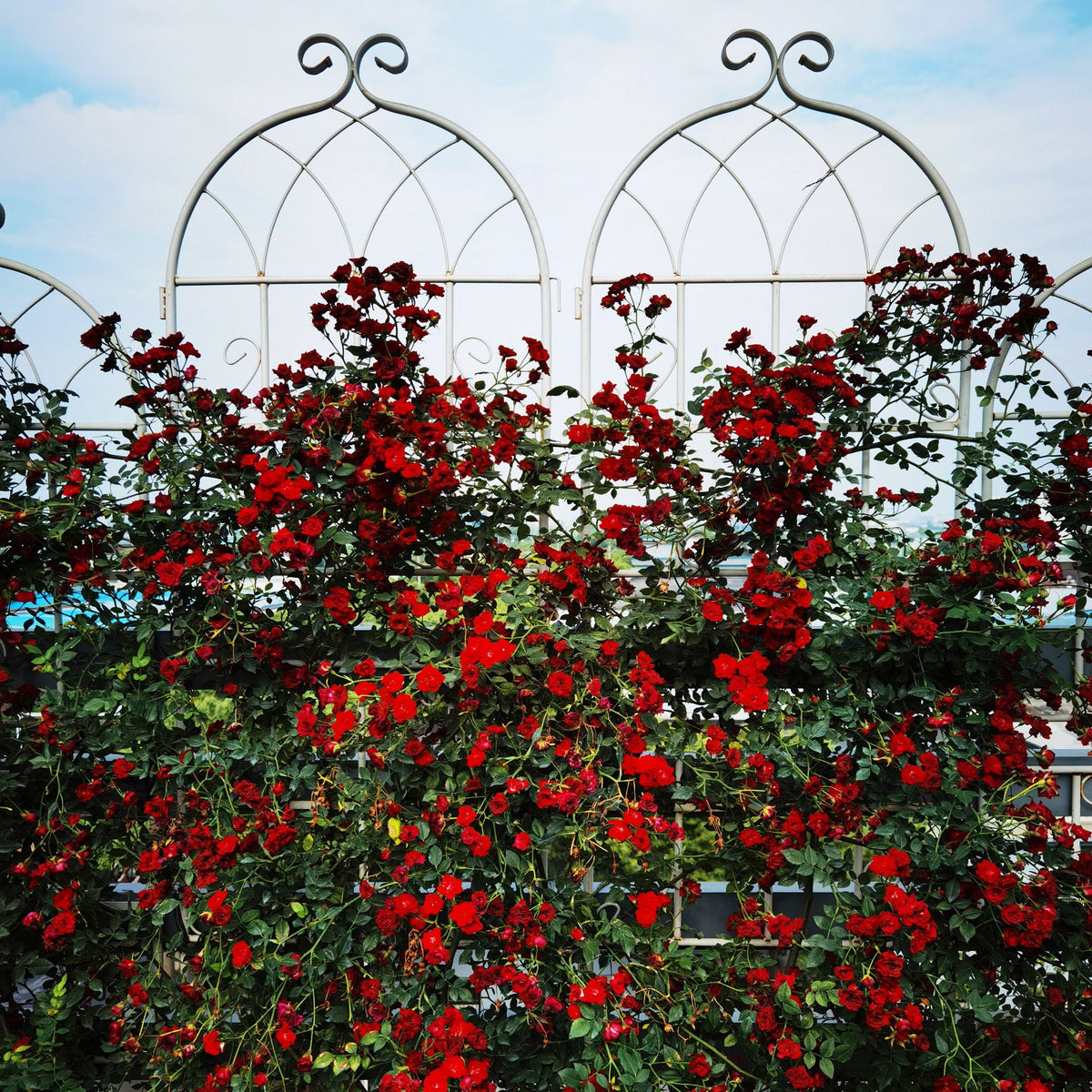 Metal Garden Rustproof Trellis For Climbing Plants Outdoor Flower Support, photo 18 of 20
