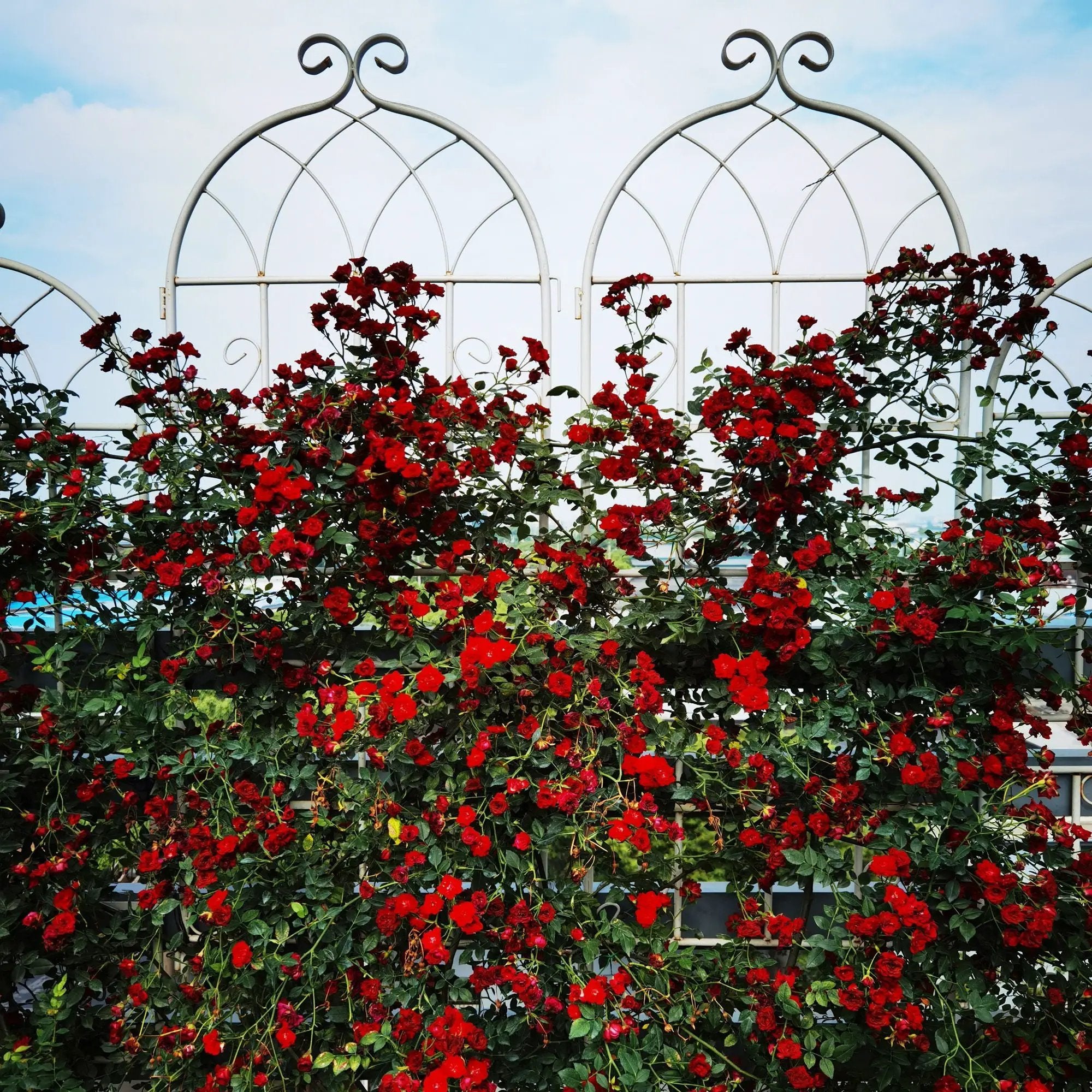 Metal Garden Rustproof Trellis For Climbing Plants Outdoor Flower Support by HouseOfZazla