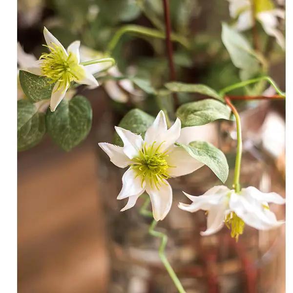 Faux Silk German Clematis Flower Stem in White 40" Tall by RusticReach