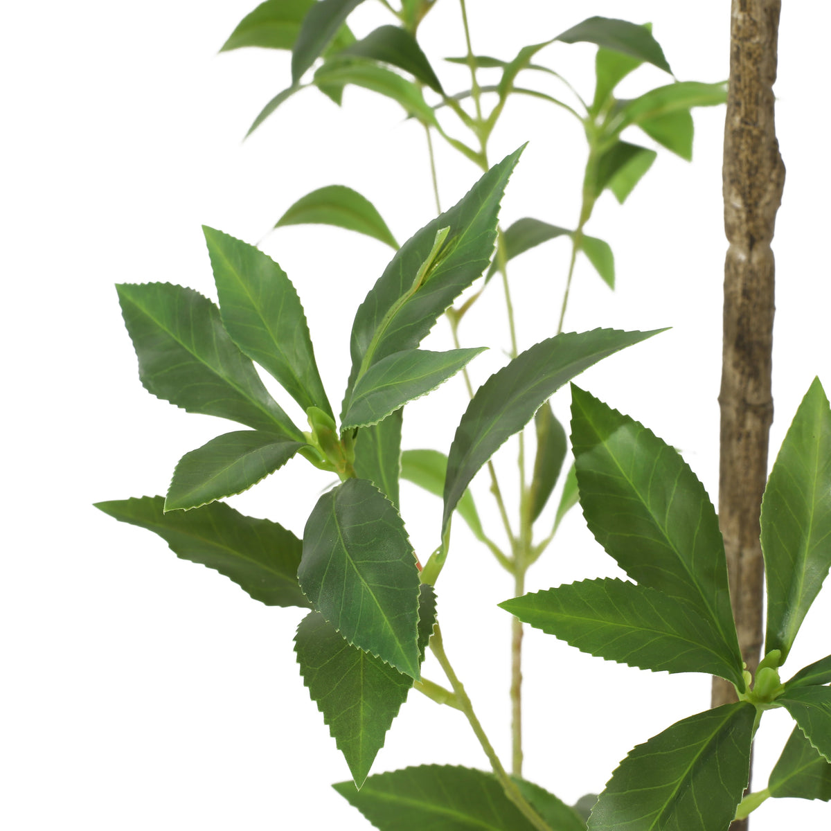 240cm Artificial Pieris Tree with Lush Greenery - Green, photo 10 of 10