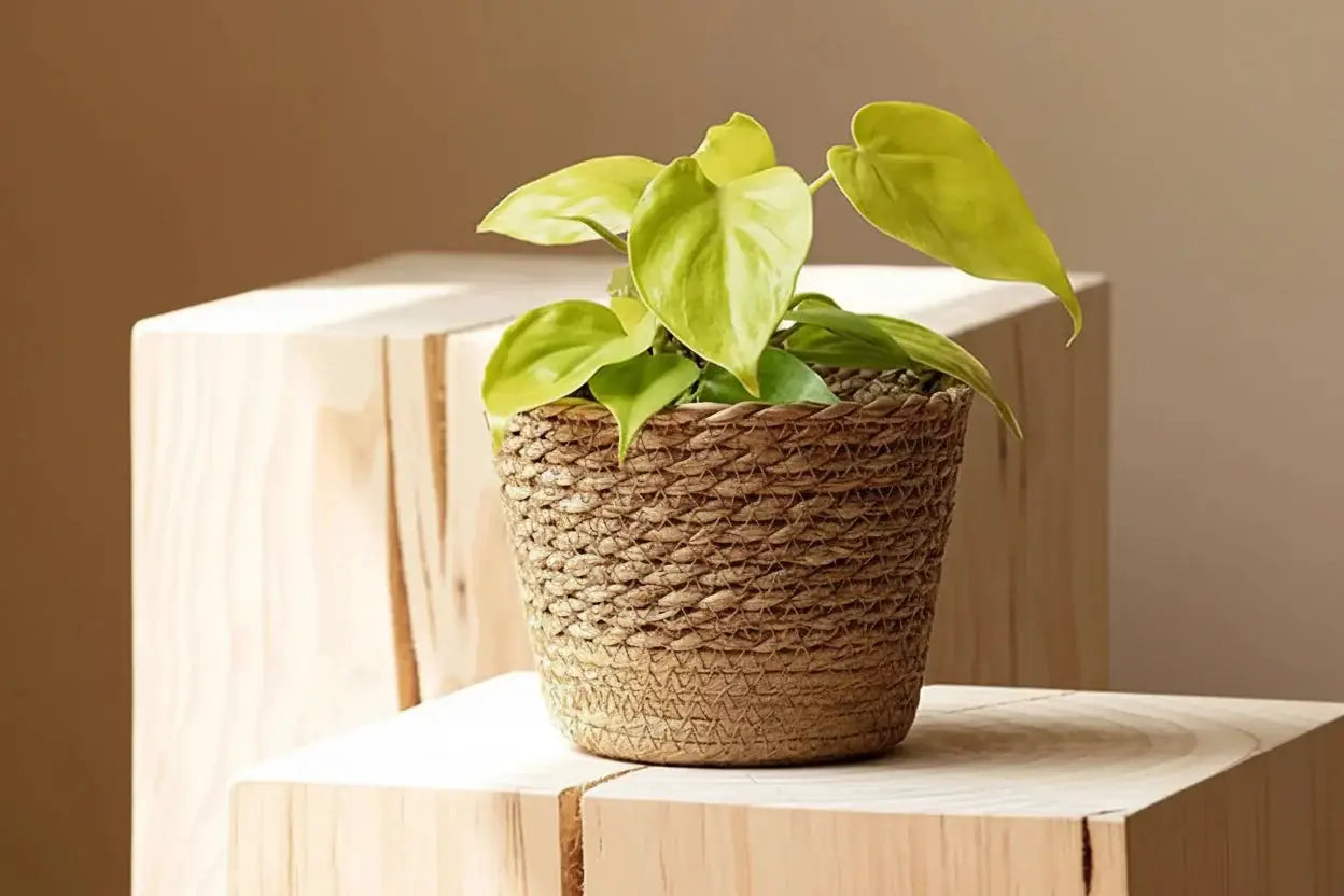 Planter - Woven Seaweed Large by House Of Avana