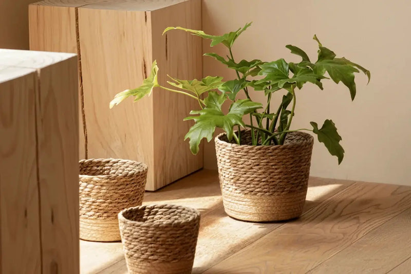 Planter - Woven Seaweed Large by House Of Avana