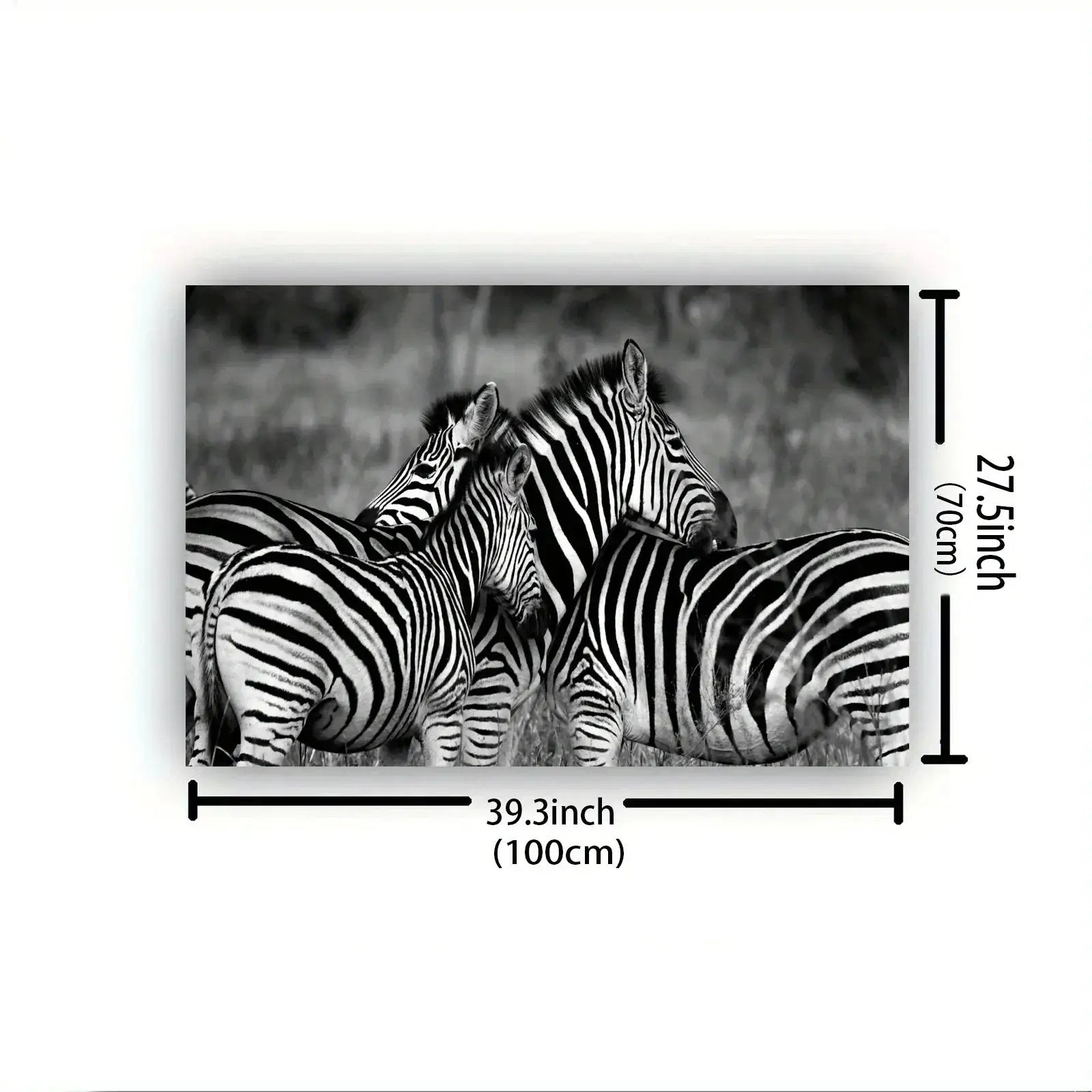 Poster - Vintage Zebra Canvas Print by House Of Avana
