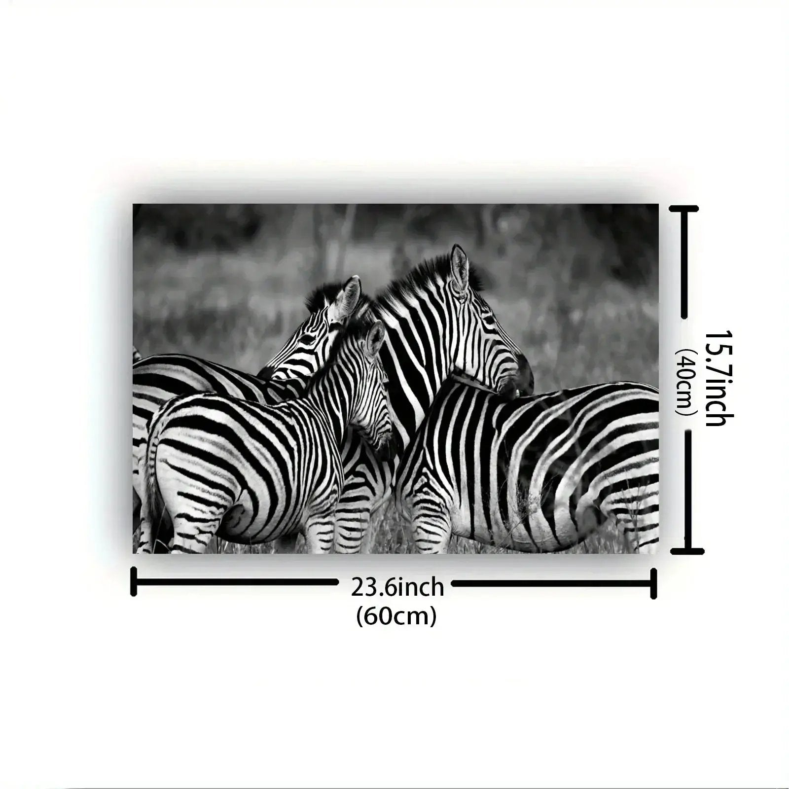 Poster - Vintage Zebra Canvas Print by House Of Avana
