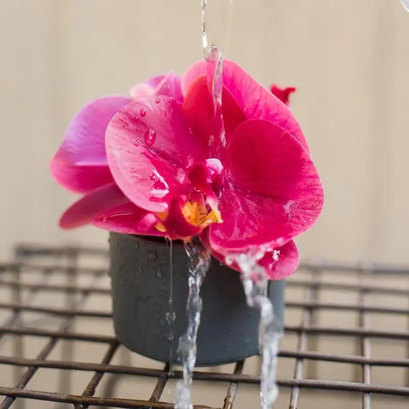 Artificial Potted Mini Real Touch Orchid Velvet Red by RusticReach