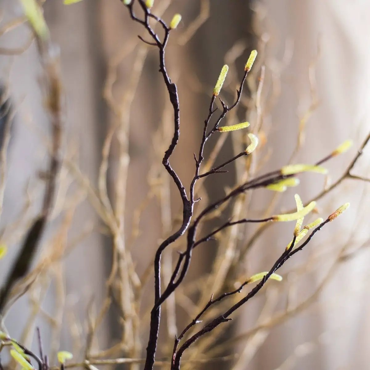 Seed Germination Branch Stem Faux by RusticReach
