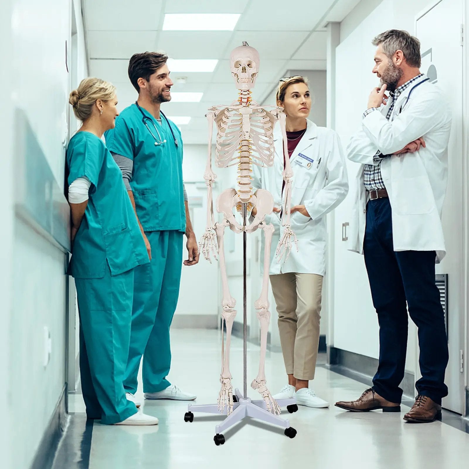 Medical School Human Anatomy Class Life-size Skeleton Model by DirectDeals