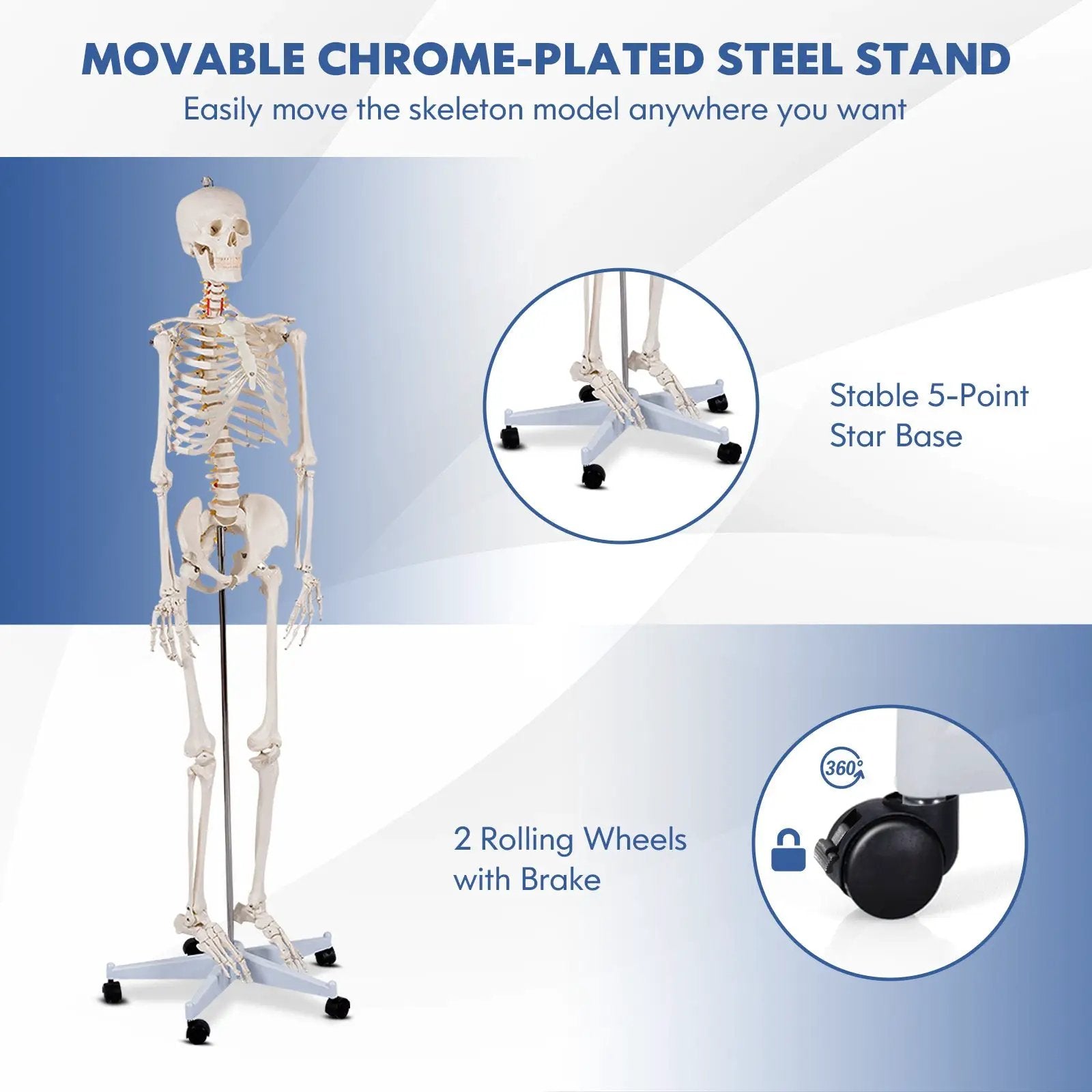 Medical School Human Anatomy Class Life-size Skeleton Model by DirectDeals