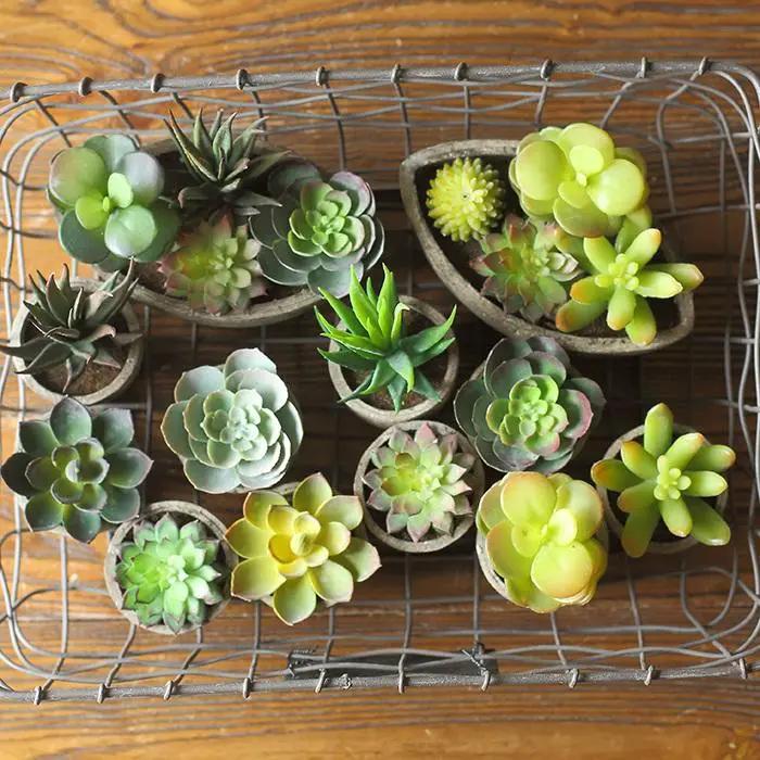 Small Succulent in Planter Randomly Picked Set of 5 by RusticReach