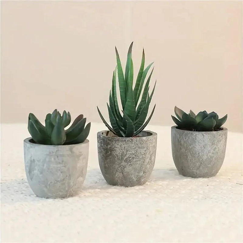 Succulent Plant Set in Concrete Pots, Low Maintenance Indoor Decor by House Of Avana