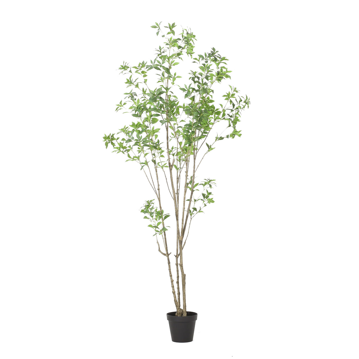 240cm Artificial Pieris Tree with Lush Greenery - Green, photo 8 of 10