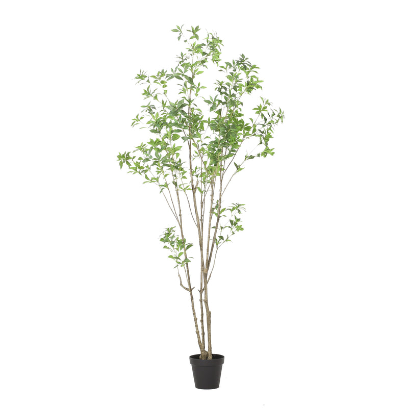 240cm Artificial Pieris Tree with Lush Greenery - Green, photo 8 of 10