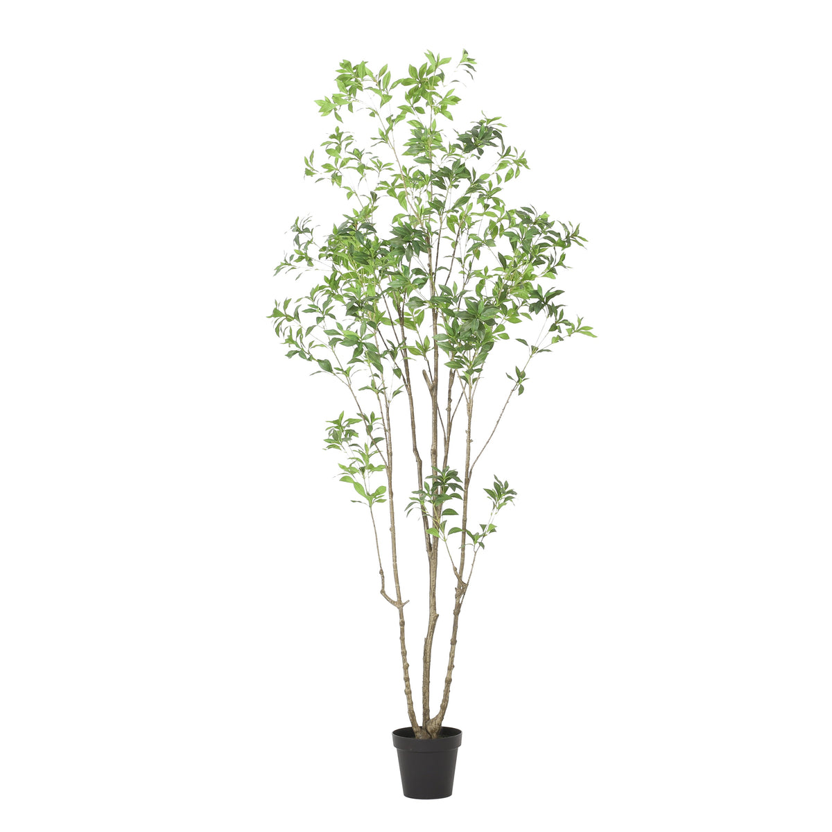 240cm Artificial Pieris Tree with Lush Greenery - Green, photo 2 of 10